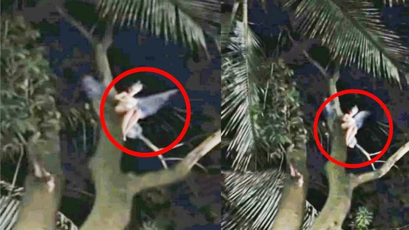 সিরাজগঞ্জে আম গাছে পরী সদৃশ প্রাণী, মুহূর্তে ক্যামেরাবন্দী!